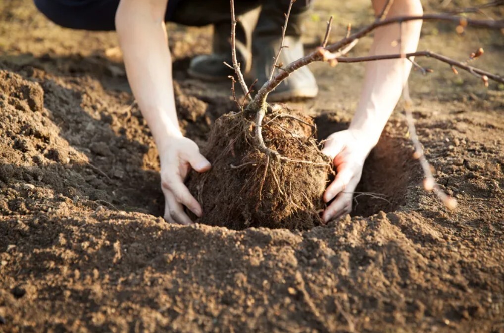 roots roots